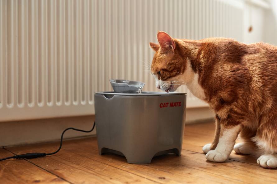 Cystitis in cats